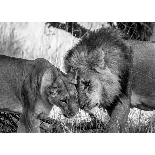 Latitude Run® Floating Fine Art Acrylic Wall Art Wayfair